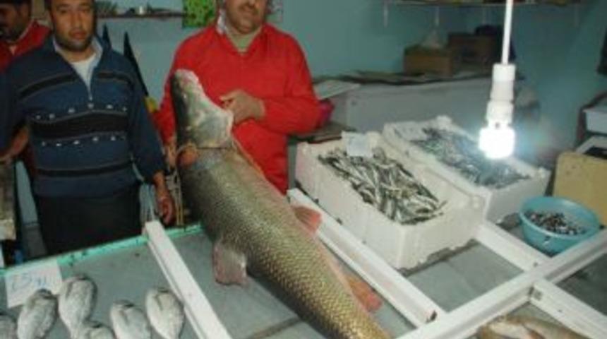 Kahta&rsquo;da Dev Turna Balığı Yakalandı