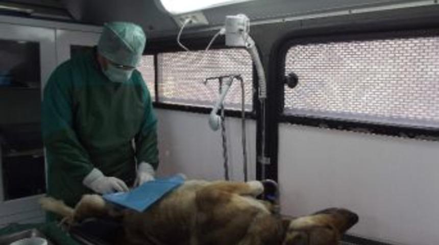 K&uuml;re&rsquo;de Sokak Hayvanları Kısırlaştırıldı