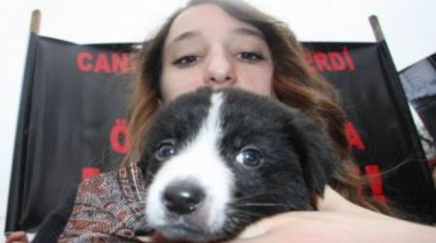 Hayvanseverler Sokağa D&ouml;k&uuml;ld&uuml;