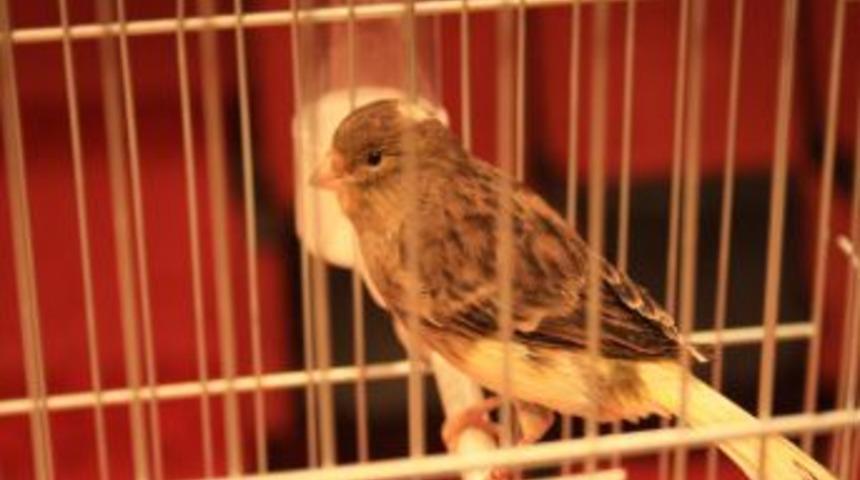 'Bu Kanaryalar B&uuml;lb&uuml;l Gibi Şakıyor'