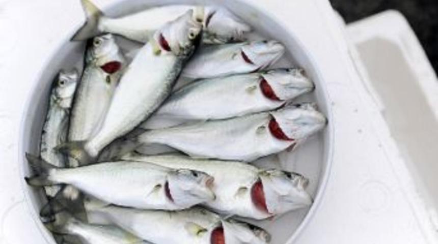 (&ouml;zel Haber) D&uuml;zenli Balık Yemek, Kalp Hastalıklarında &Ouml;l&uuml;m Riskini Azaltıyor