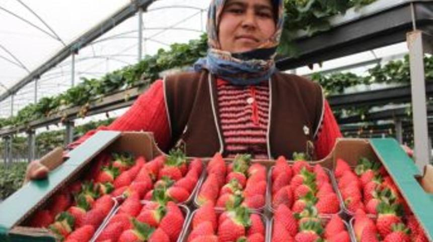 &Ccedil;ilek 30 Değil 3.5 TL