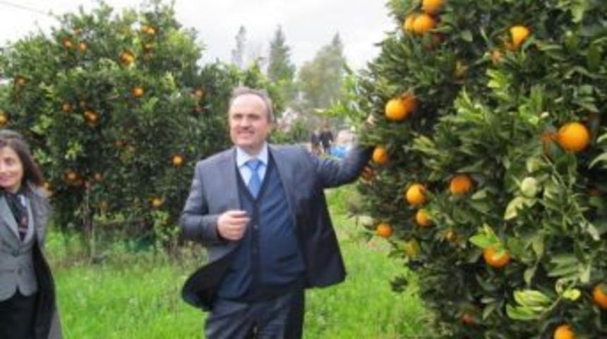 &Ccedil;andır, Organik K&ouml;y Oluyor