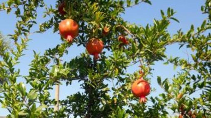 Narenciye, Nar Ve Zeytinde G&uuml;bre Ve G&uuml;breleme Toplantısı