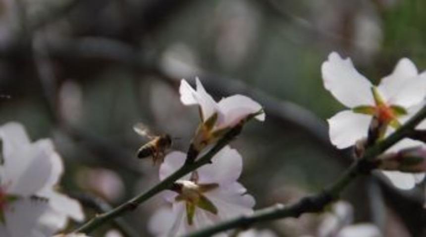 Badem &Ccedil;i&ccedil;ek A&ccedil;tı