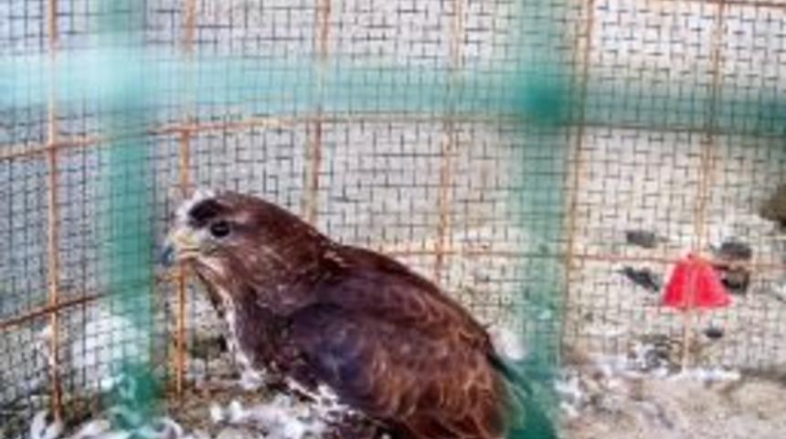 Yolda Bulduğu Yaralı Şahin&rsquo;e Sahip &Ccedil;ıktı