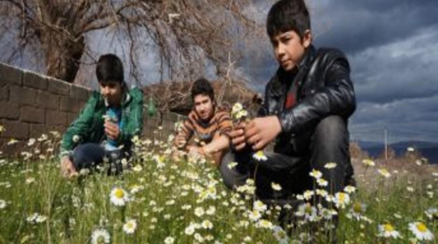 Sarıg&ouml;l&rsquo;de Yalancı Bahar Yaşanıyor