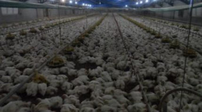 3 milyon 168 bin tavuk &uuml;retildi