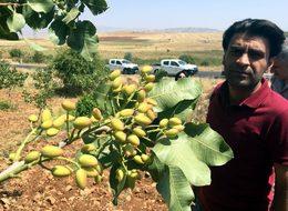 Siirt'te hasadı yapılacak olan fıstık ağaçları tek tek sayılıyor 