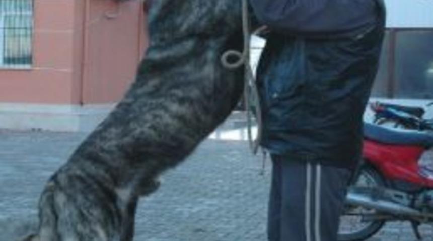 Kangal K&ouml;peğini Tavuk Etiyle Besliyor