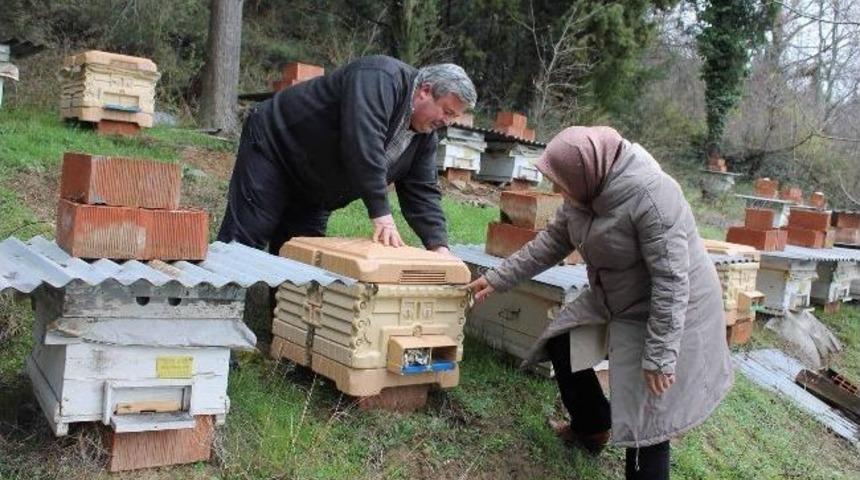 Kocaeli'de Arıcılık Yerleşik Hale Gelecek