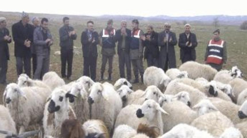 Niğde'de Hayvan Hırsızlığı