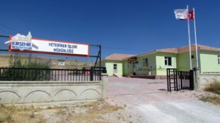 Kırşehir Belediyesi Sokak Hayvanlarına Sahip &Ccedil;ıkıyor