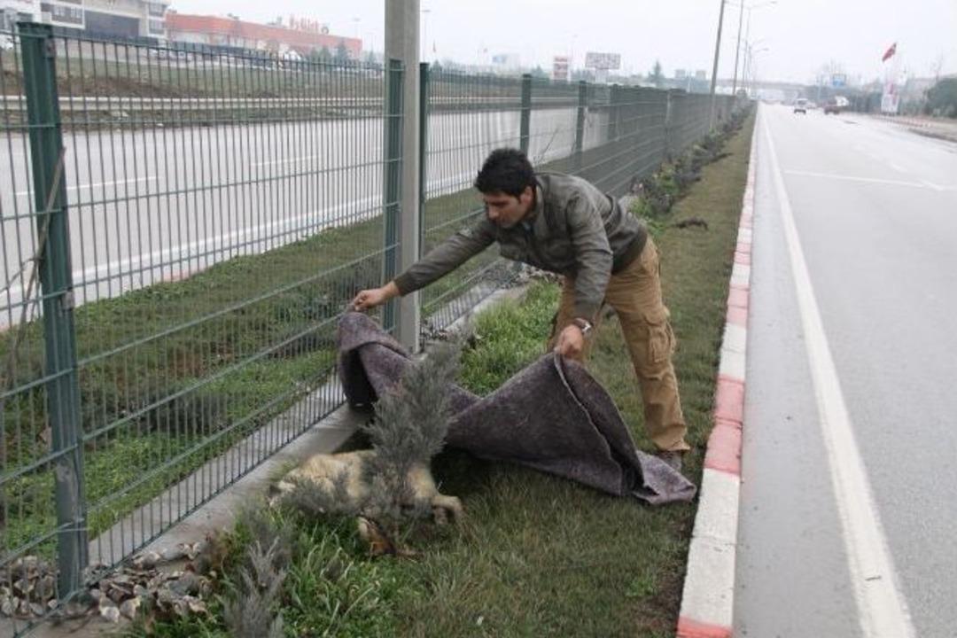 K&ouml;peğe &Ccedil;arpan Gen&ccedil; Can &Ccedil;ekişen Hayvanın &Uuml;st&uuml;n&uuml; Battaniyeyle &Ouml;rtt&uuml;