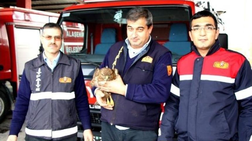 Yaralı Şahin, Emin Ellerde