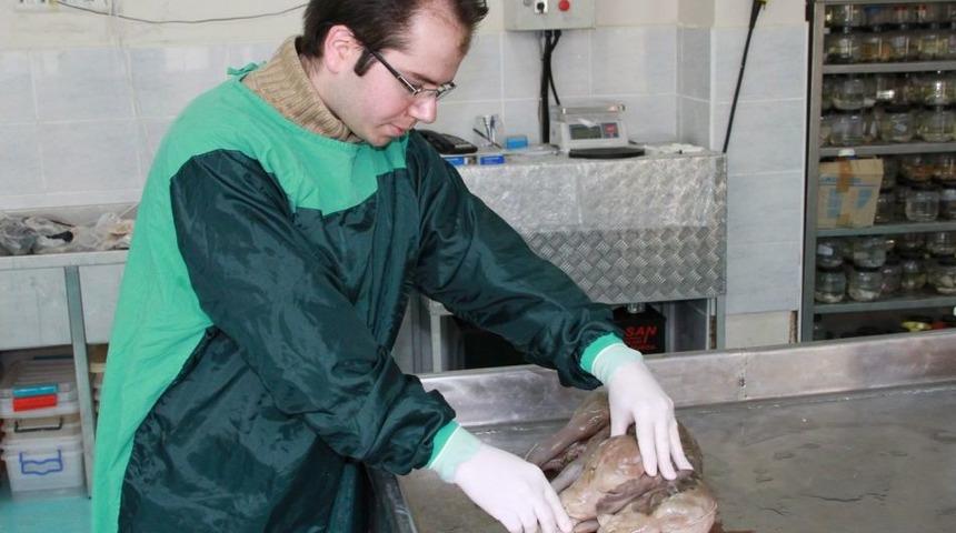 Uludağ &Uuml;niversitesi'nde &Ccedil;ift Başlı Buzağı Ile Kuzu D&uuml;nyaya Geldi