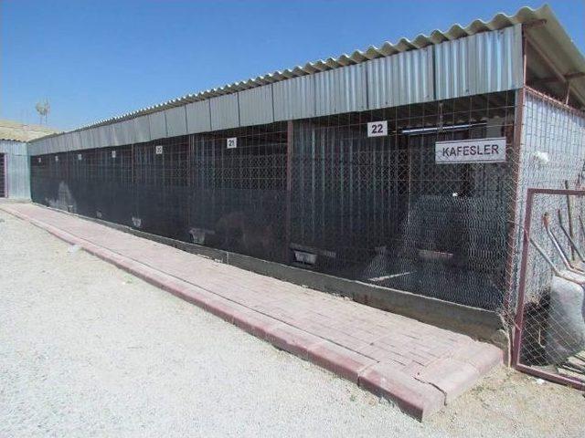 Artık Onların Da Bir Evi Var 1