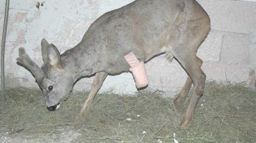 Yaralı Karaca, Hayvan Bakımevinde Tedavi Ediliyor
