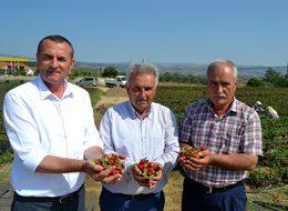 Köprübaşı çileğine çifte patent