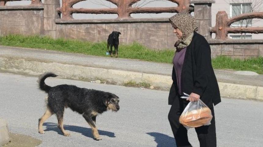 Başıboş K&ouml;pekler Sokaklarda Korku Sa&ccedil;ıyor