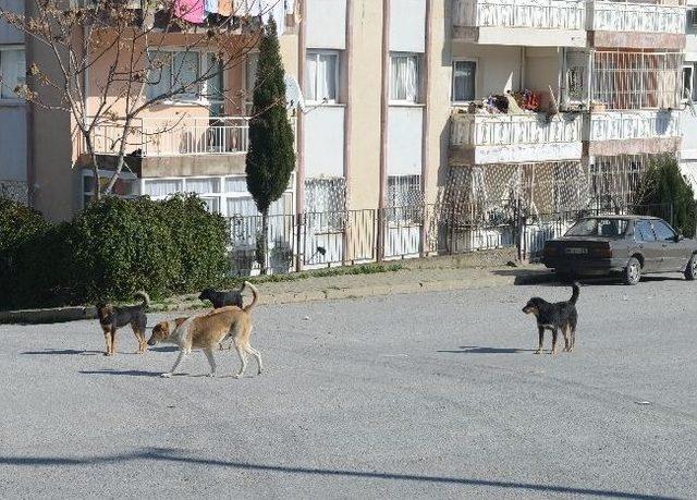 Başıboş Köpekler Sokaklarda Korku Saçıyor