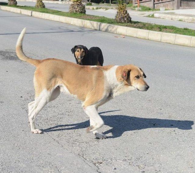 Başıboş Köpekler Sokaklarda Korku Saçıyor