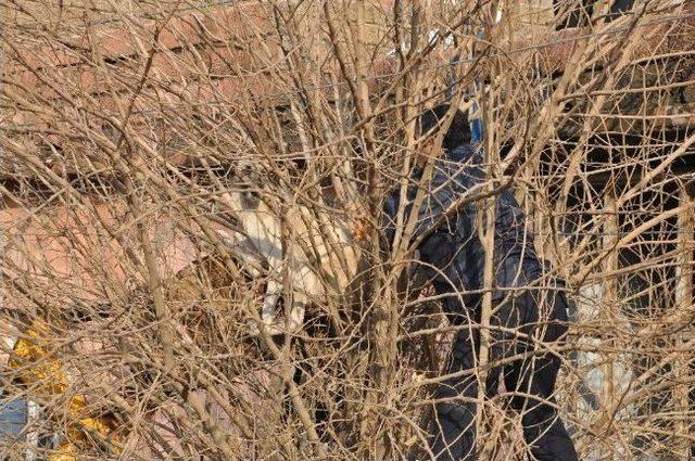 Silopi de Köpek Kurtarma Operasyonu 1