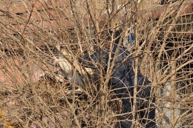 Silopi de Köpek Kurtarma Operasyonu 2