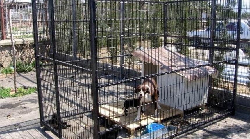 Hayvanseverlerden Yardım Kampanyası