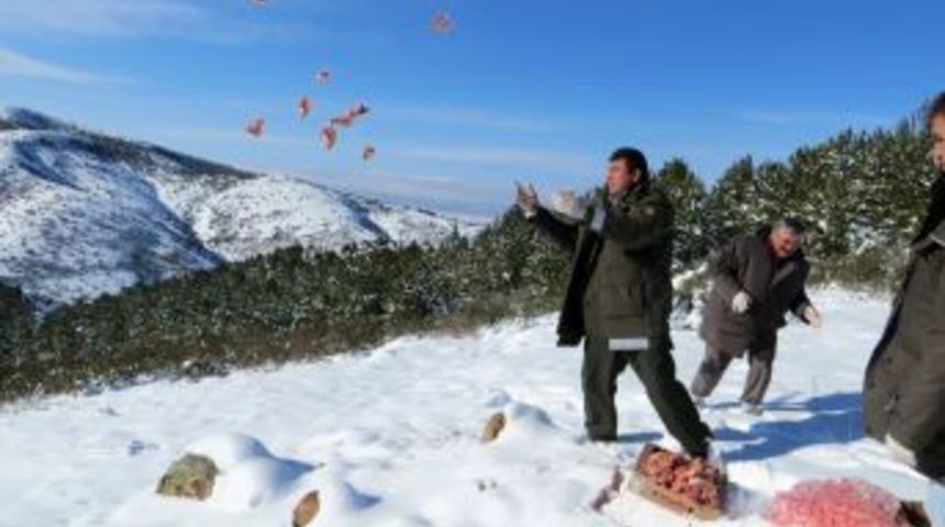 Yiyecek Bulmada Sıkıntı &Ccedil;eken Yaban Hayvanları I&ccedil;in Yemleme Yapıldı