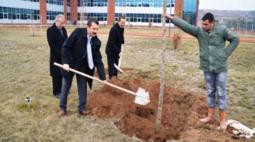 MAK&Uuml;'de Her Fak&uuml;lte &Ouml;n&uuml;ne Iki &Ccedil;ınar Fidanı Dikildi