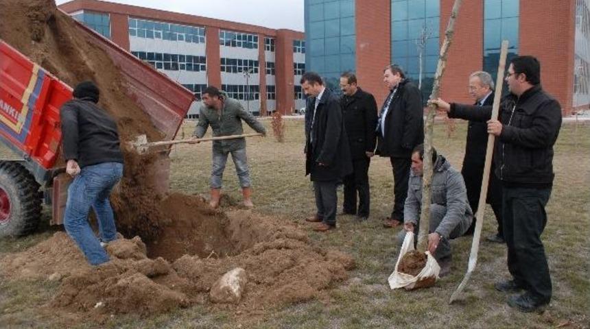 Mak&uuml; Fak&uuml;ltelerine &Ccedil;ınar Ağacı
