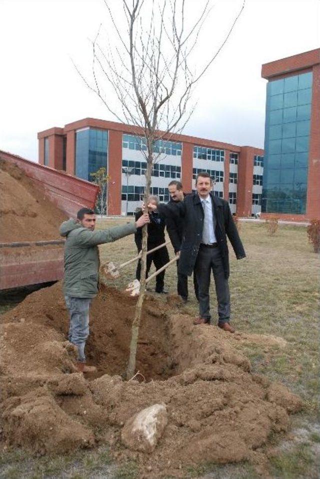 Mak&uuml; Fak&uuml;ltelerine &Ccedil;ınar Ağacı 1