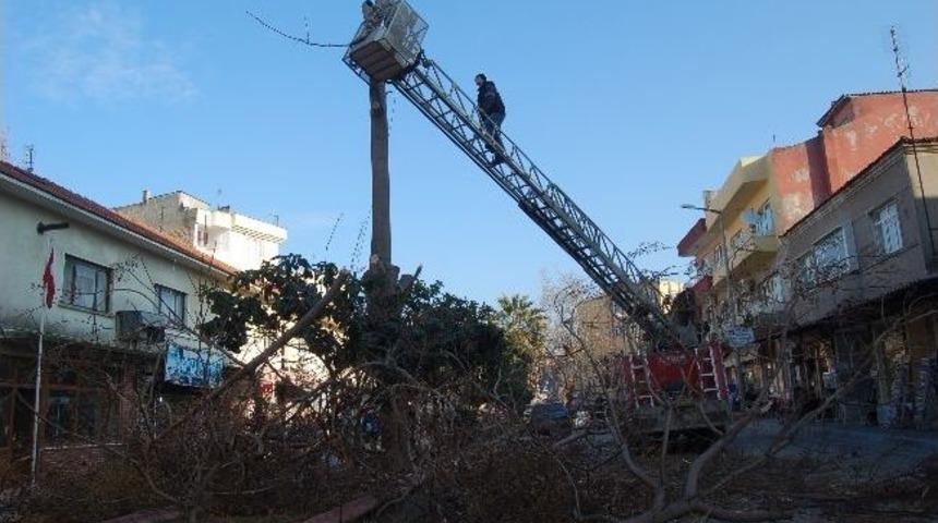 Paldunya Ağacı Yolu &Ccedil;atlattı