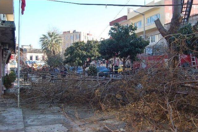 Paldunya Ağacı Yolu Çatlattı