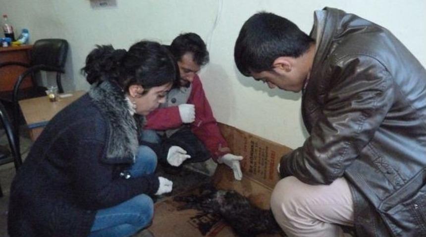 Yaralı Kediye Belediye Sahip &Ccedil;ıktı