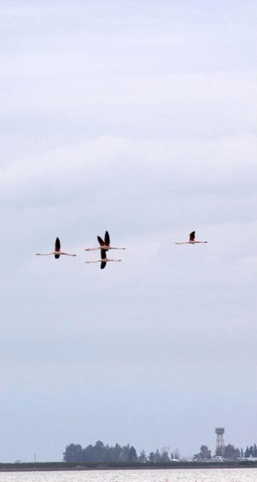 &Ccedil;ukurova Deltası&rsquo;nda Kış Ortası Su Kuşu Sayımı Yapılıyor