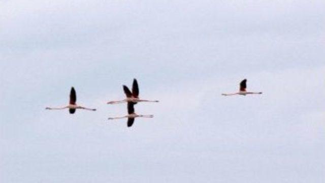 Çukurova Deltası’nda Kış Ortası Su Kuşu Sayımı Yapılıyor