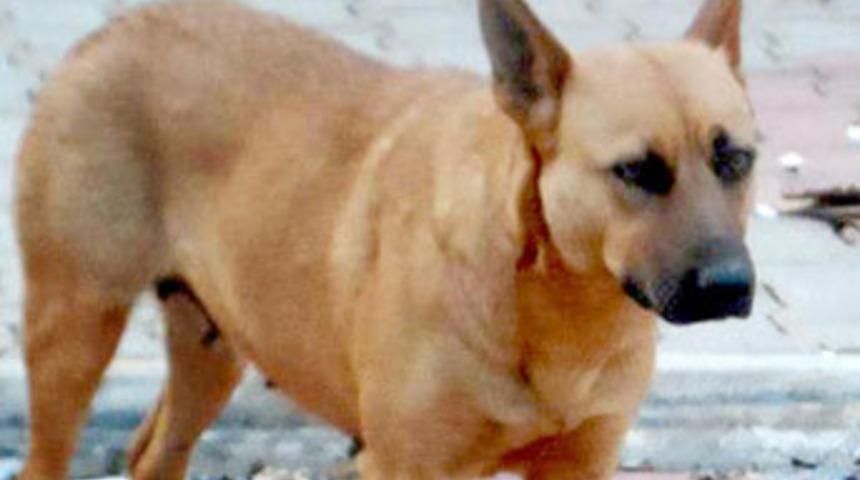 Tecav&uuml;z mağduru k&ouml;peğe yuva aranıyor