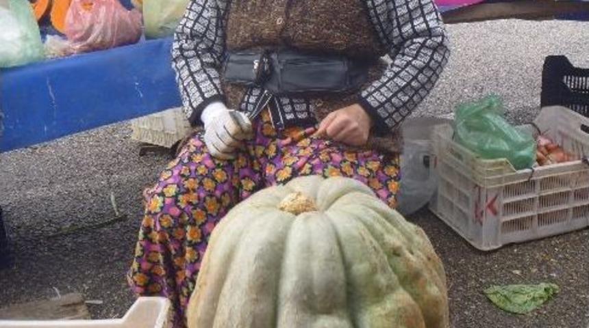 Dev Kabaklara B&uuml;y&uuml;k İlgi