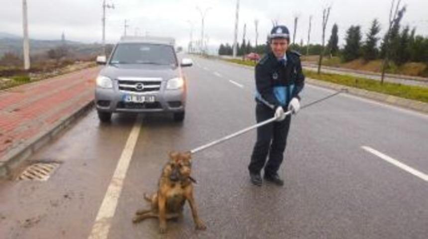Yaralı K&ouml;peğe Zabıta Sahip &Ccedil;ıktı