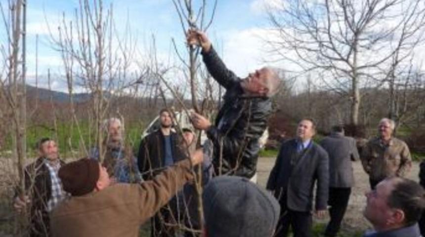 G&uuml;rsu'da &Ccedil;ift&ccedil;ilere Meyvecilik Kursu