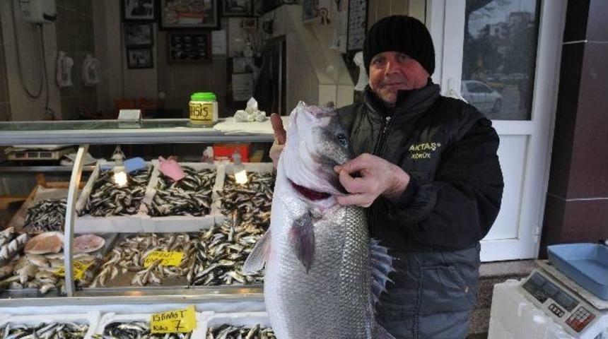 Karadenizde Avlanan 10 Kiloluk Levrek 2 Saatte Satıldı