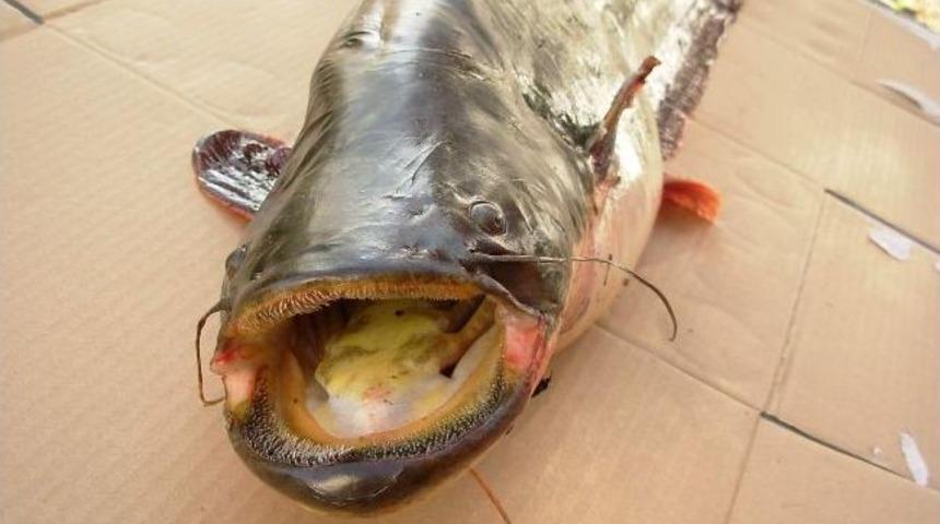 Adıyaman Üniversitesi, İldeki Balıkçılığı Araştırdı