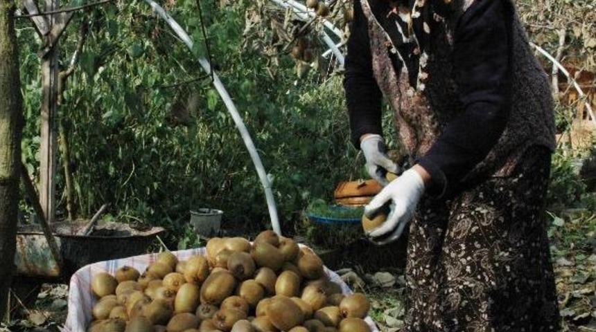 Enflasyon Hesaplamasında Greyfurtun Yerini Kivi Aldı