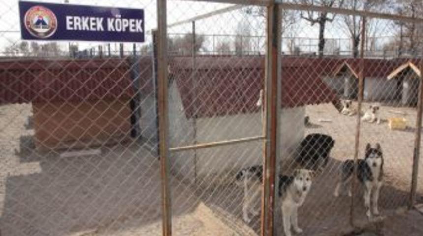 Sokak Hayvanlarına Sahip &Ccedil;ıkan Aksaray Belediyesi'ne Teşekk&uuml;r