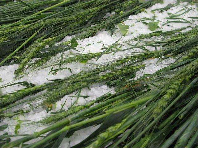 &Ccedil;ift&ccedil;ilere Tarım Sigortası Uyarısı 1