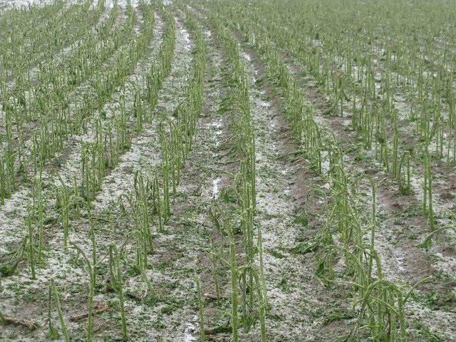 &Ccedil;ift&ccedil;ilere Tarım Sigortası Uyarısı 2