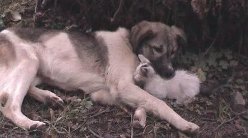 Rize&rsquo;de K&ouml;peği Annesi Sanan Kedi Yavrusu İlgi Ge&ccedil;iyor