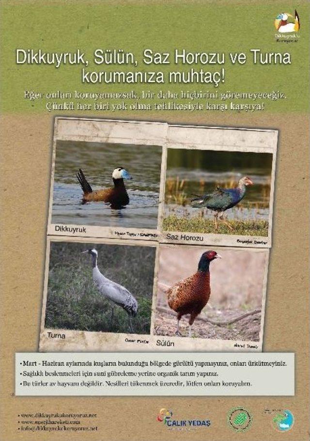 &Ccedil;alık Yedaş &lsquo;dikkuyruk&rsquo;a Sahip &Ccedil;ıktı 2